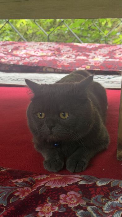 British кошка 6 месячная