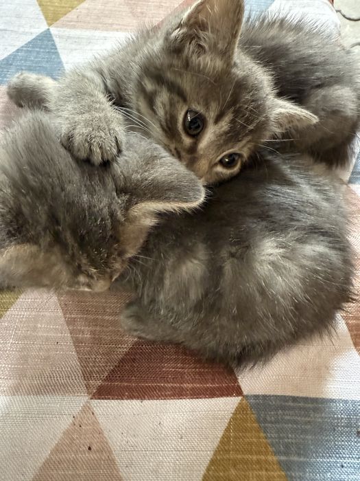 Отдам бесплатно котят