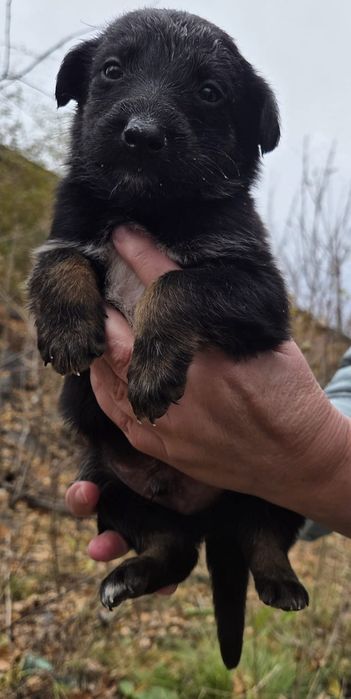 Отдам щенка в добрые руки