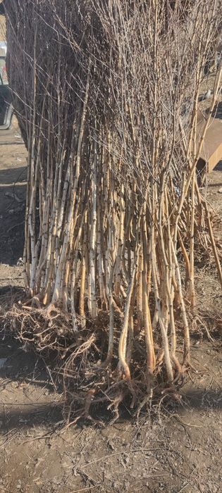 Puieți de mesteacăn