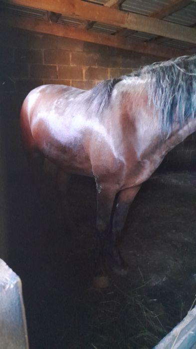 Продам Құнан (Жеребчик)