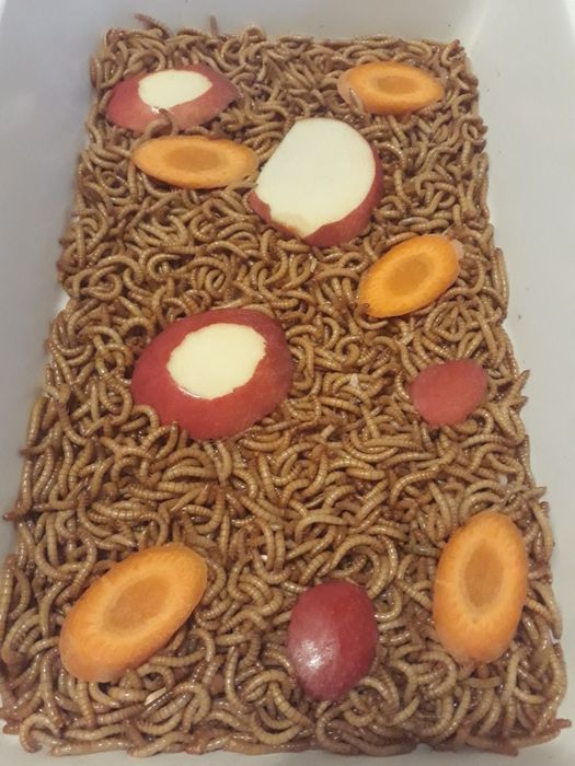 Vănd viermi de făină MEALWORMS.