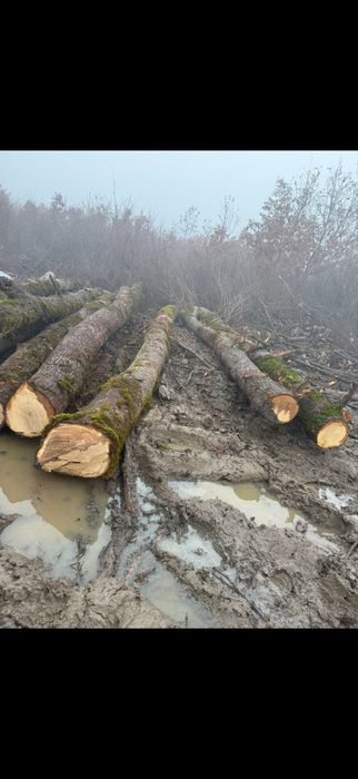 Lemn de foc gros fara farfuri