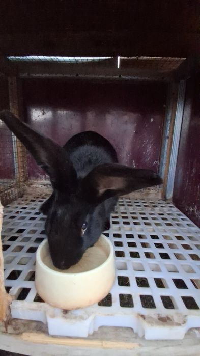 Quyon Sotiladi 4- Kilo