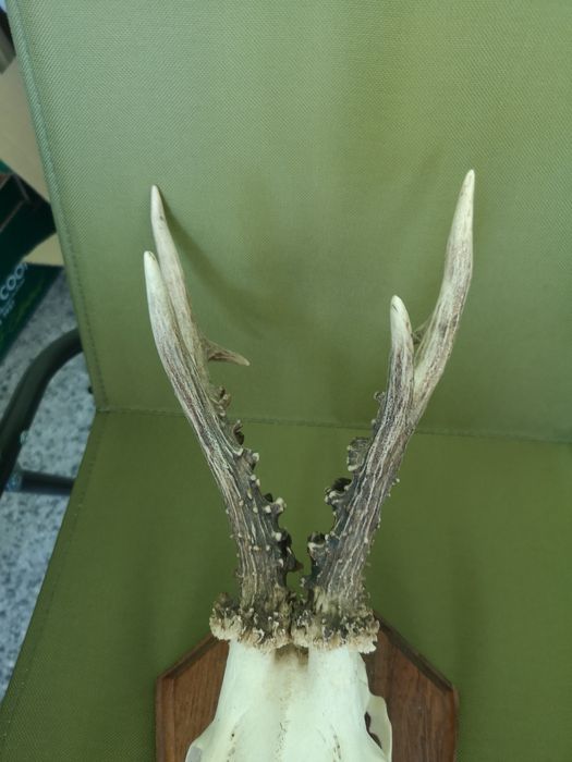 Рога от сръндак върху дървена конструкция.