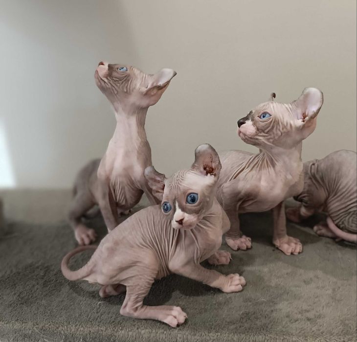 Бронь на котят сфинкс Эльф