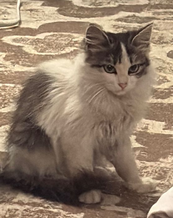 Отдам котенка бесплатно