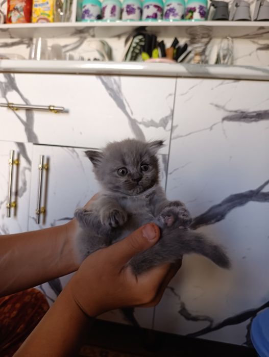 Mushukchalar sotiladi