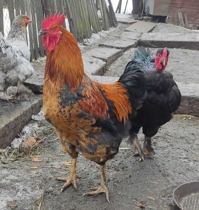 Продаются молодые петухи