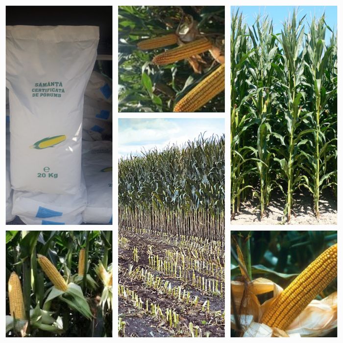 Samanta Certificata Porumb boabe sau Siloz, Floarea soarelui pe expres