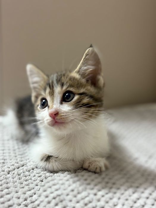 отдам котенка  в хорошие руки