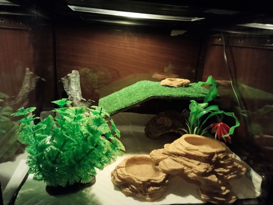 Продается эублефар