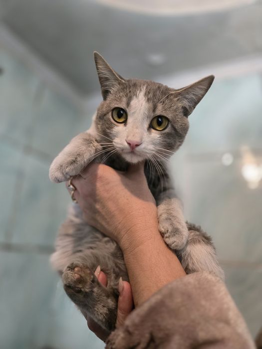 Котёнок мальчик.