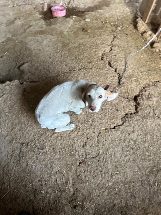 Собака породы Спаниель