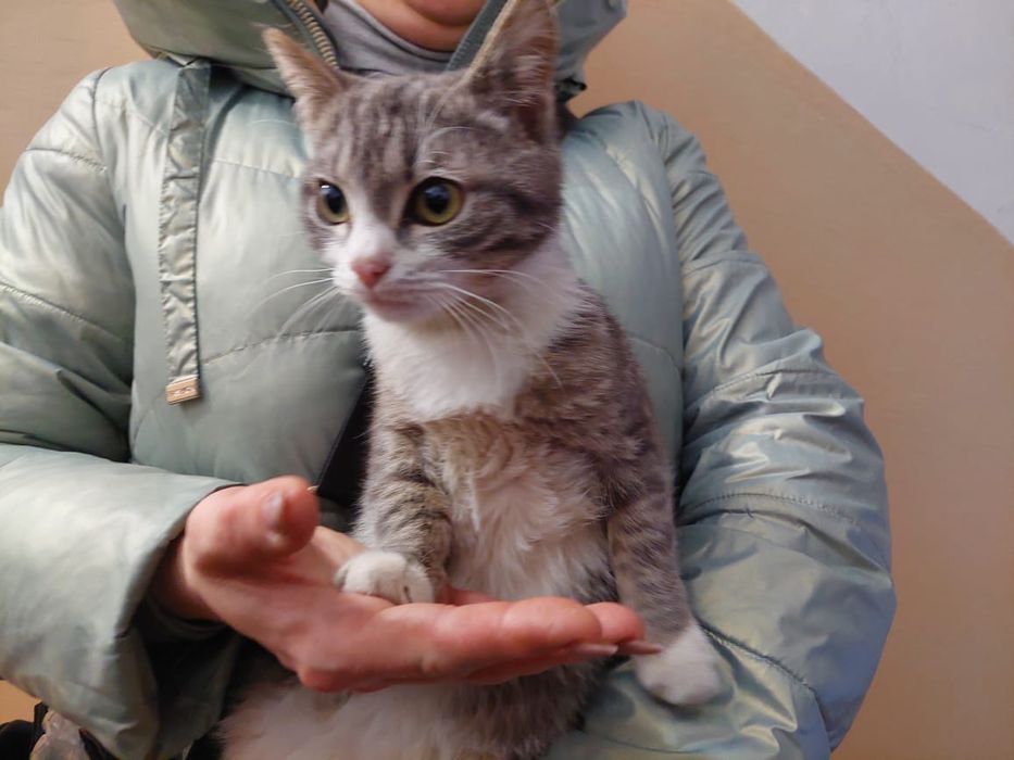 Отдадим в добрые руки