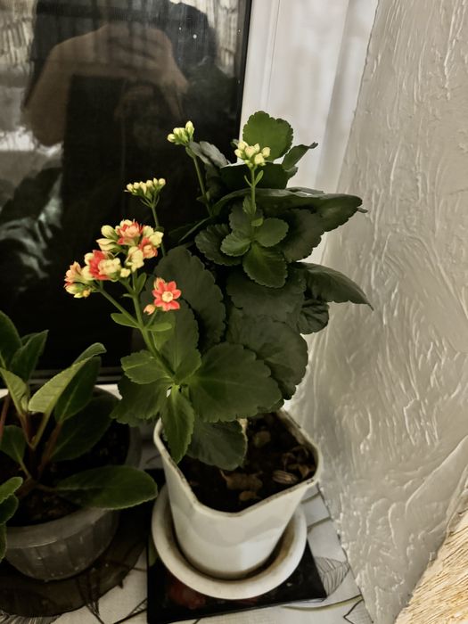 Продам домашние цветы