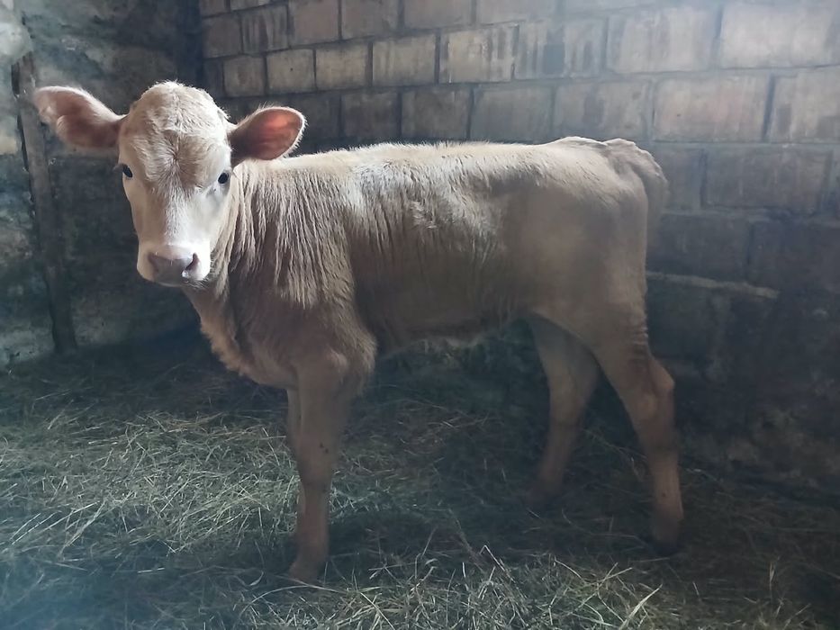 Продам корову и теленка