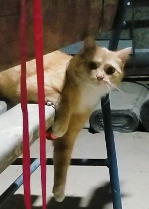 Котик ищет свою семью!