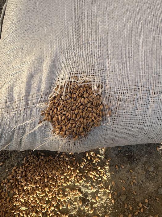 Бидай таза капта 50кг