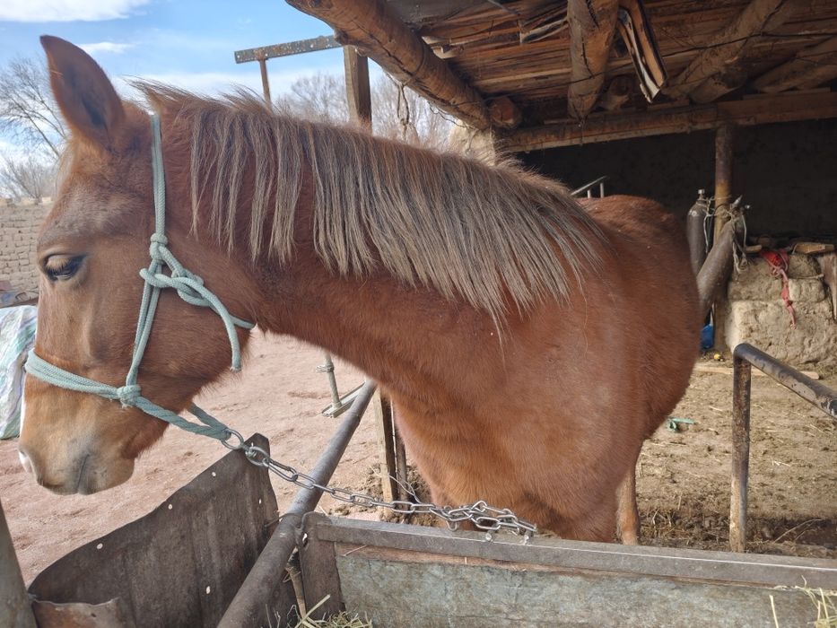 Құнан сатылады .