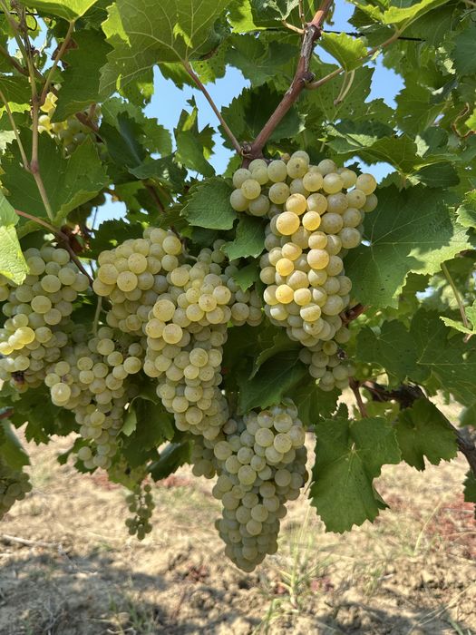 Must din struguri sauvignon blanc, 8 lei litrul! (0739) 466 768