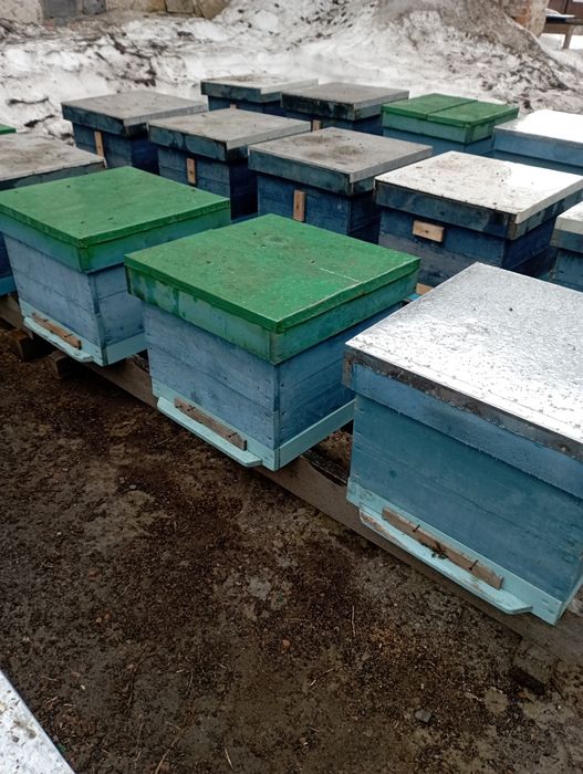 Продам пчёл на высадку.