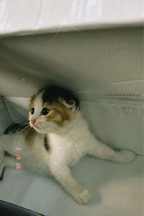 Шотландский котят