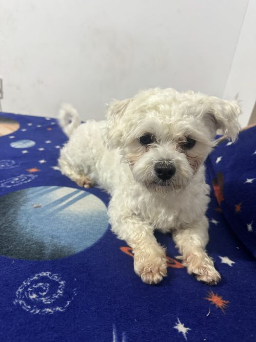 Vand pui bichon Cazanesti Ialomita