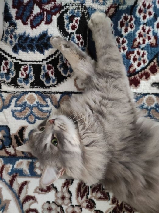 Кошка британская длиннашерстноя