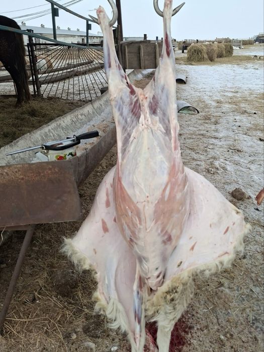 Продам тушу баранины