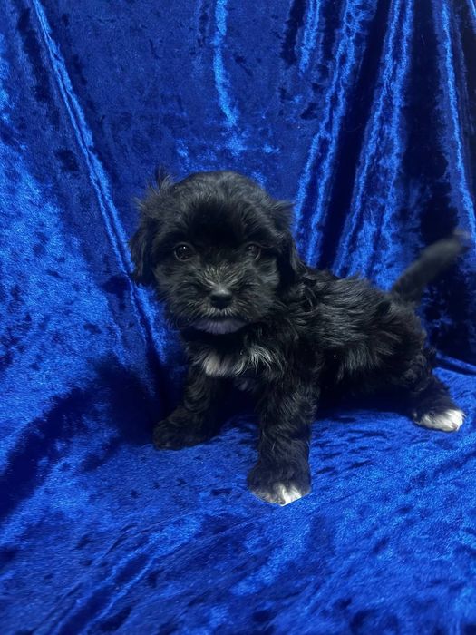 Мальтипу Ф1.щенки