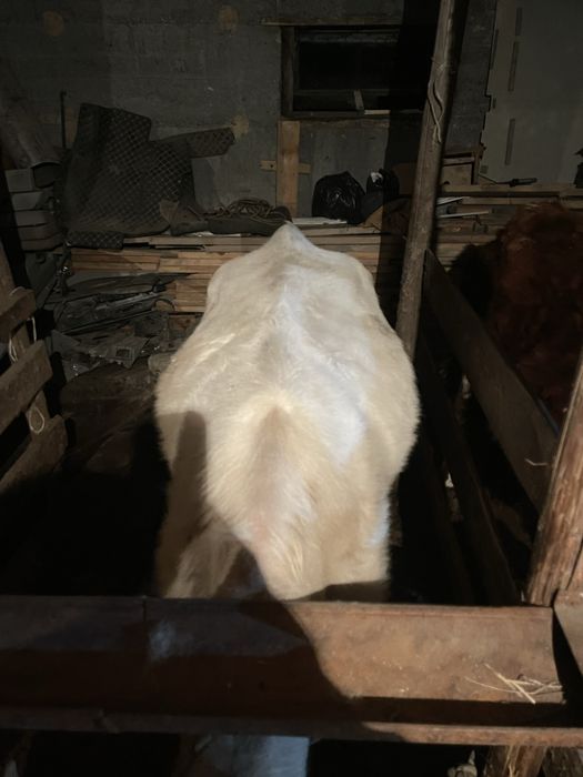 Сиыр сатылады жане бузау