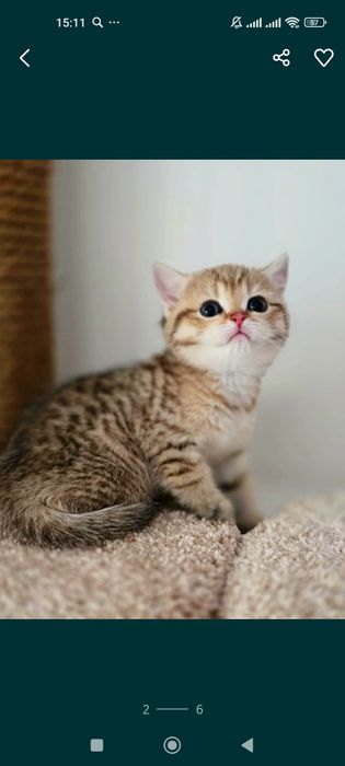 БрИтаНскИе КотЯта