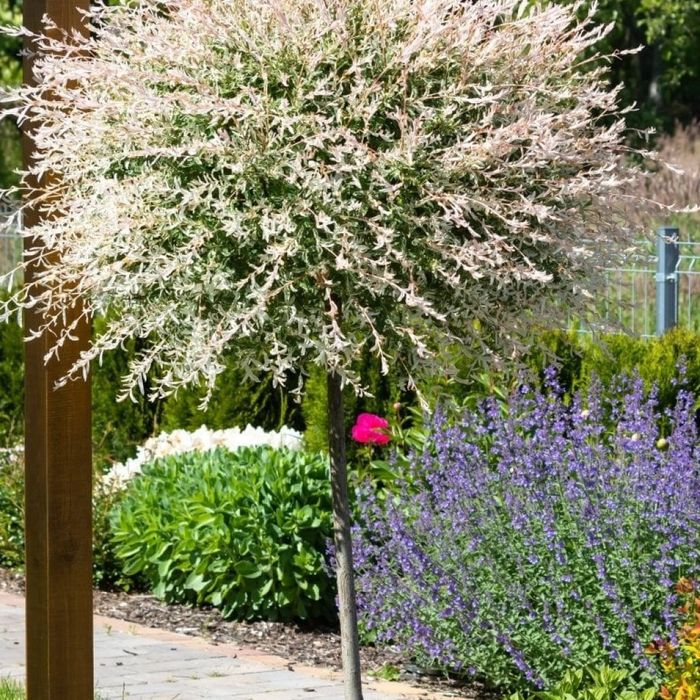 Salcie Japonez La Ghiveci Pe Trunchi