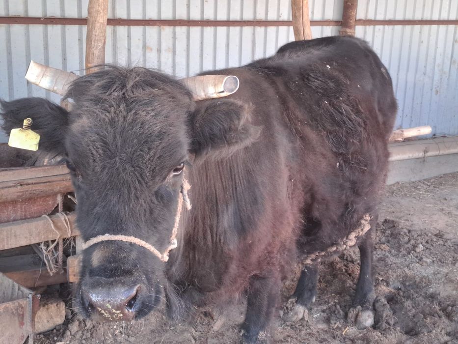 Сиыр бар май семіз