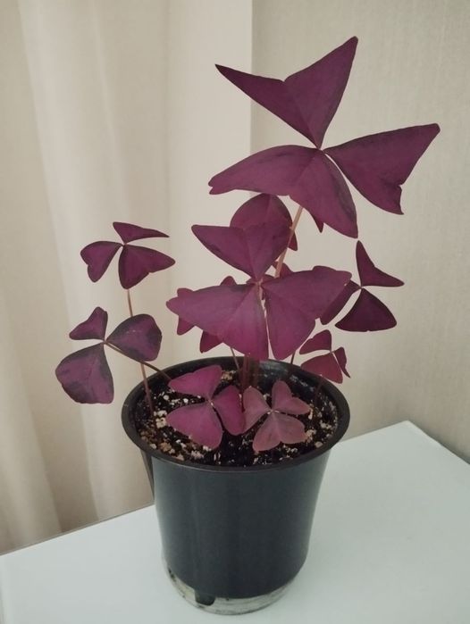 Оксалис - бабочка