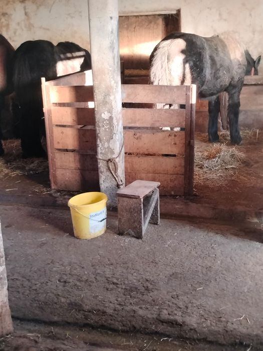 Vând 2 mânze  de 7 și 8 luni