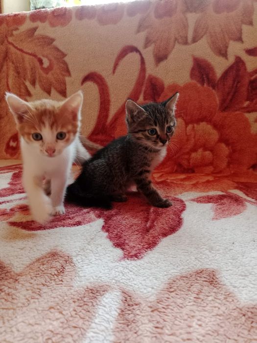 Котята в добрые руки