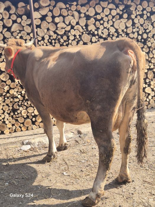 Vaca gestanta de vanzare