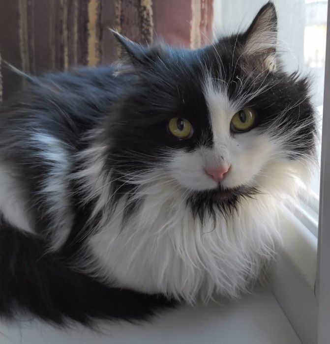 КОТЯТА ждут семью !!!