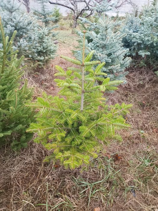 Сребрист смърч  и обк. Ела