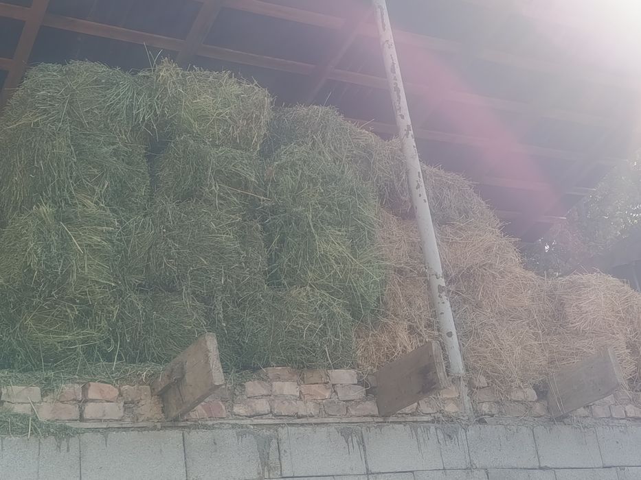 Продам сено клевер