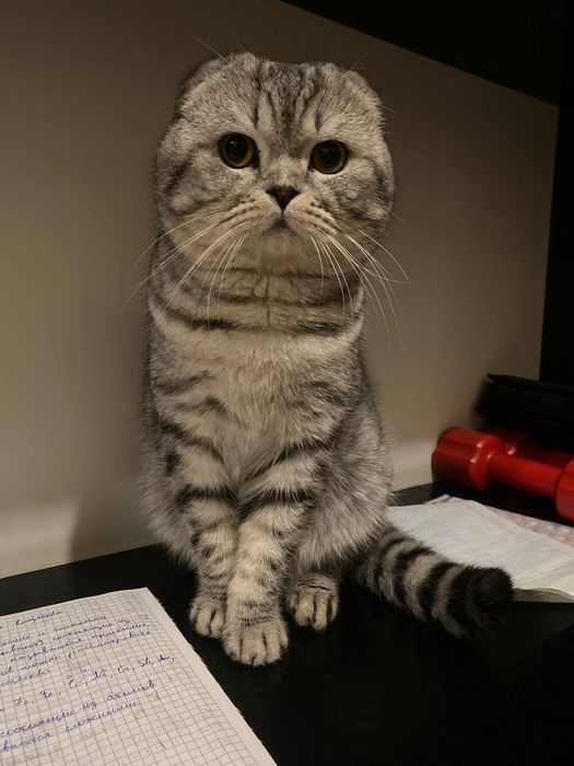 Шотландский вислоухий кот ищет любящий дом