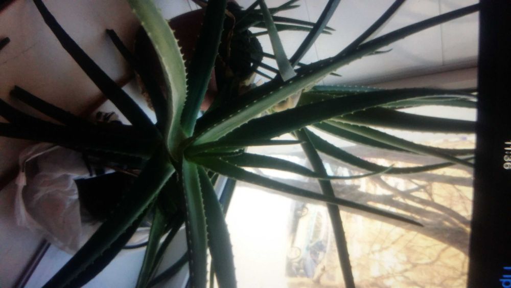 Цветок алое вера