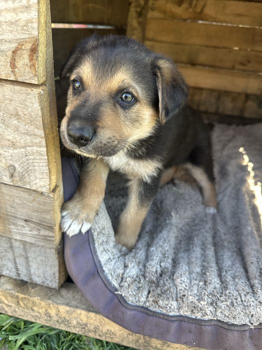 Donez catei metis de ciobanesc german