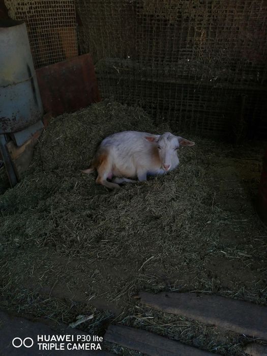 Ешкілер сатылады