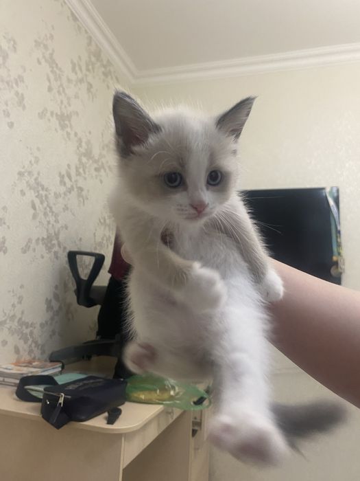Продается кошка