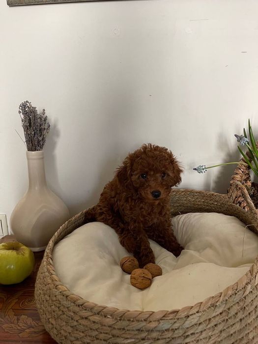 Щенки той-пудель, ищут родителей