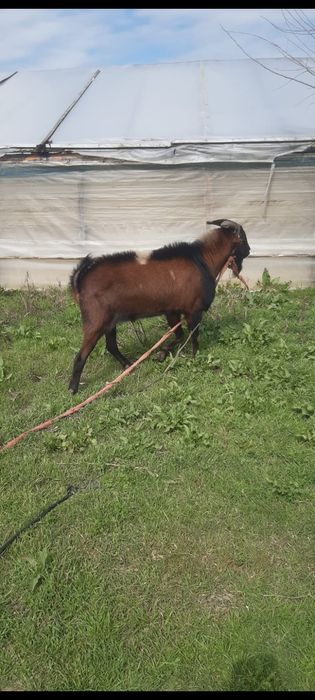 Vand țap anglonubian