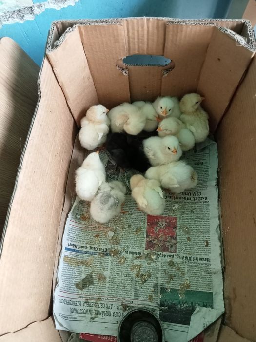 Puiuți de găină.